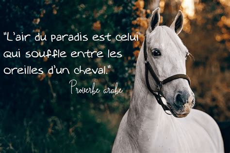 citation cheval et femme|les plus beaux citations sur les chevaux.